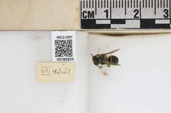 Media type: image;   Entomology 785839 Aspect: labels